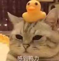 鸟哥笔记,新媒体运营,半佛仙人,分享,选题 鸟哥笔记,新媒体运营,半佛仙人,分享,选题